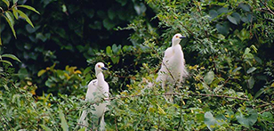 Livaana - Birds Santuary 